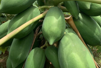 PAPAYA
